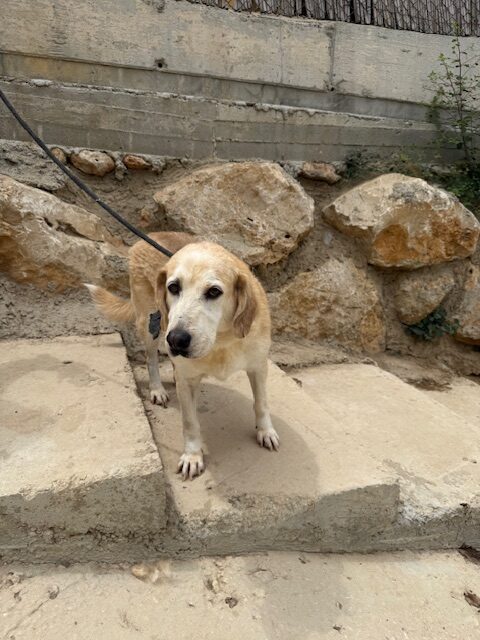 Barkley (27)