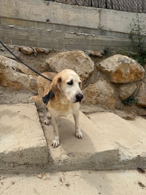 Barkley (28)