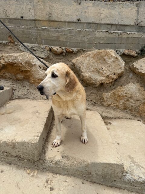 Barkley (32)