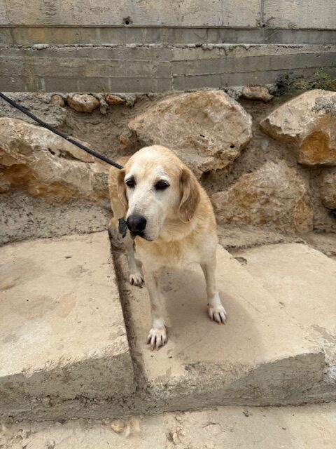 Barkley (33)