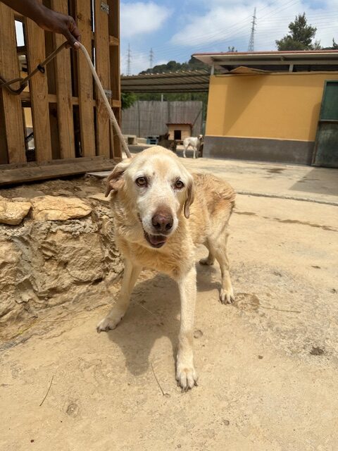 Ditta (13)