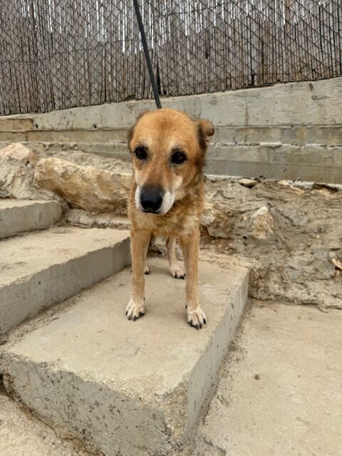 Poppy (10)