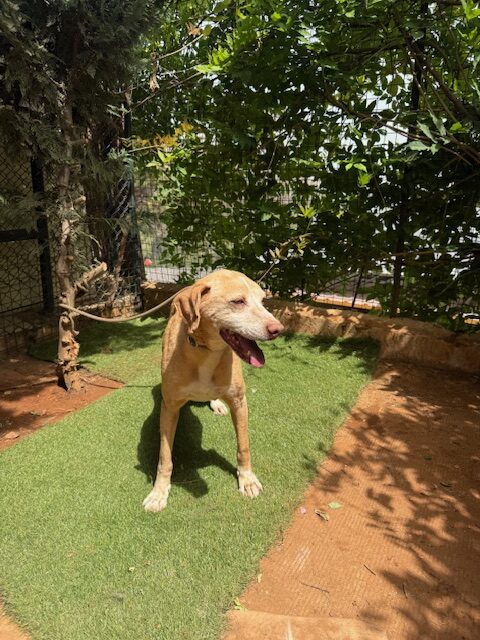 Bobsy (10)