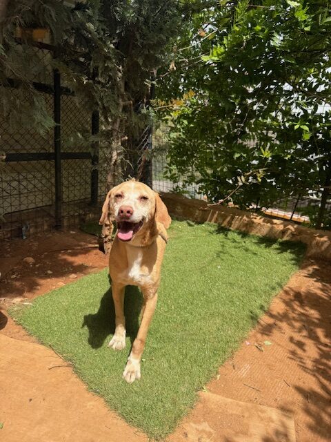 Bobsy (13)