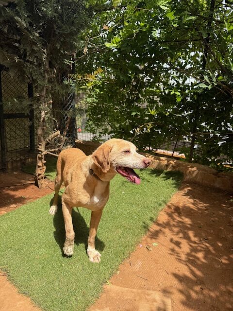 Bobsy (14)