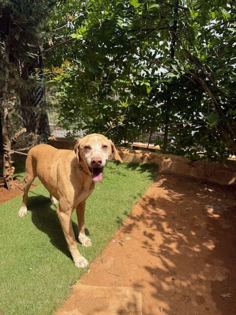 Bobsy (15)