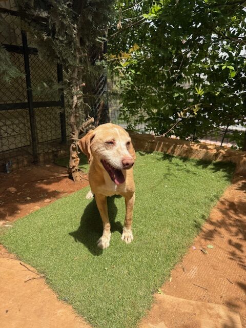 Bobsy (16)