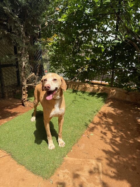 Bobsy (17)