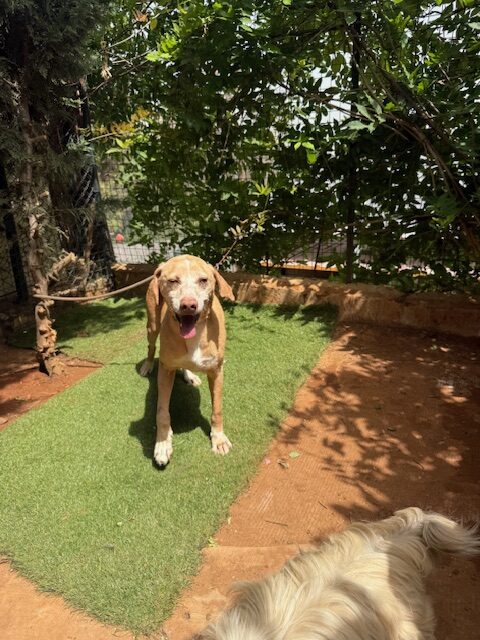 Bobsy (9)