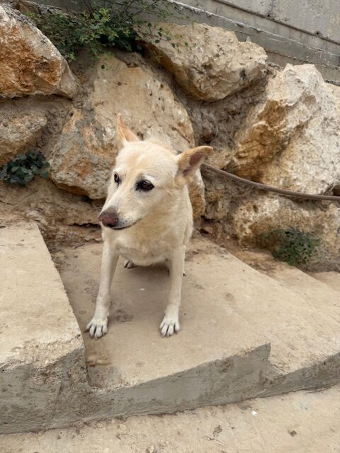 Kachi (10)