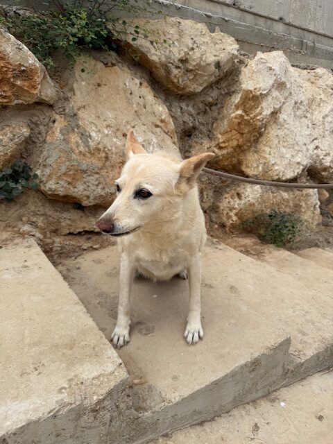 Kachi (11)