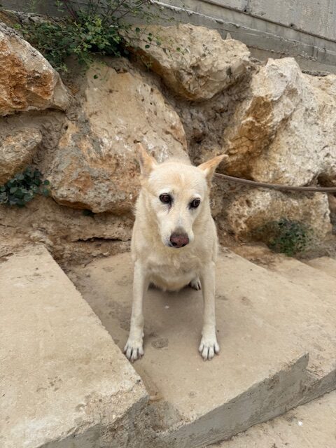 Kachi (12)