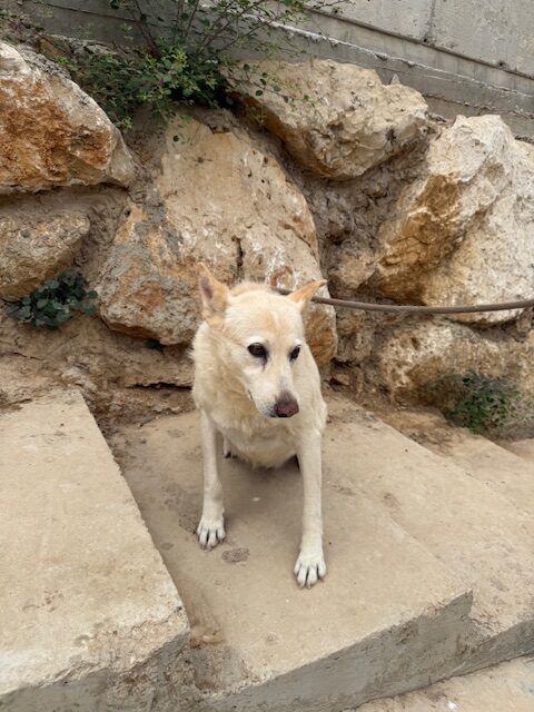 Kachi (13)