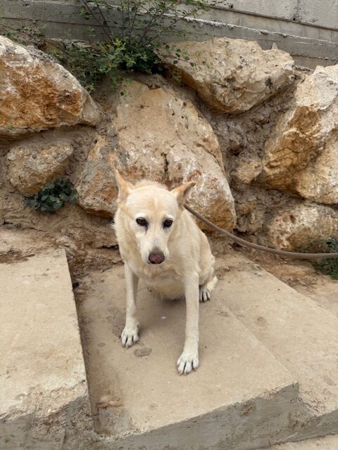 Kachi (14)