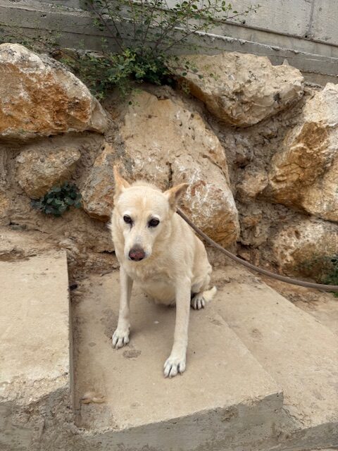 Kachi (15)