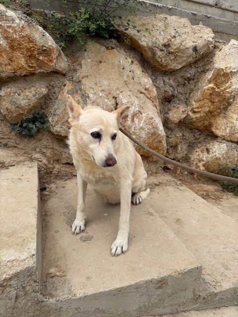Kachi (8)