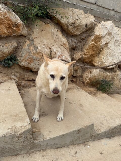 Kachi (9)
