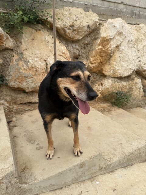 Cubby (11)