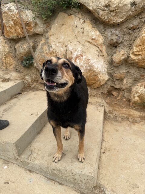 Cubby (12)