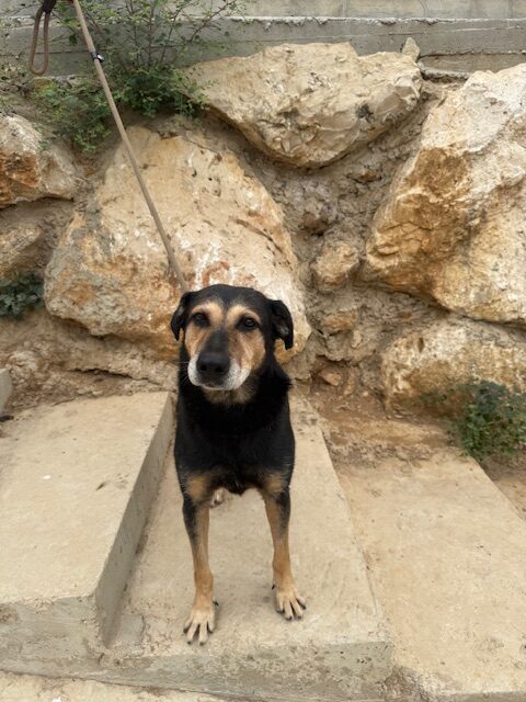 Cubby (14)