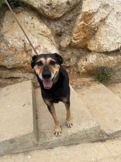 Cubby (15)