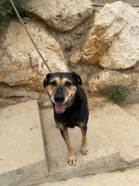 Cubby (16)