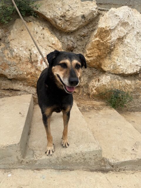 Cubby (17)