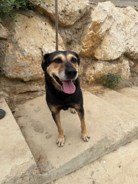 Cubby (20)