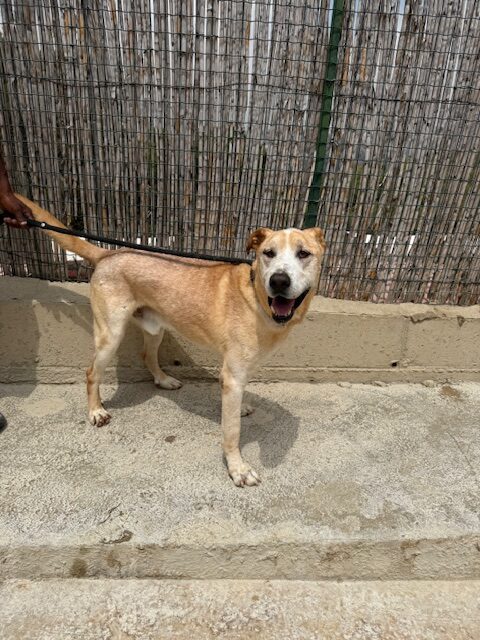 Benson (11)