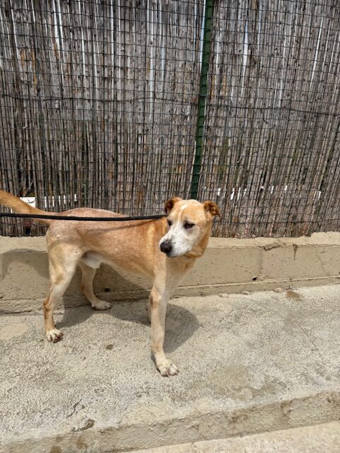 Benson (13)