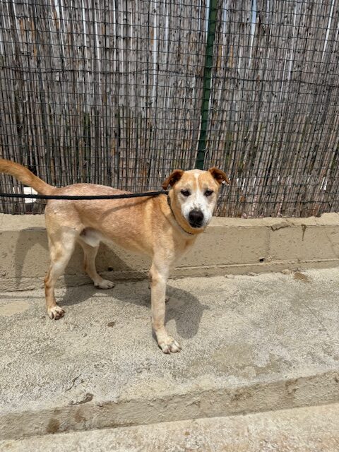 Benson (14)