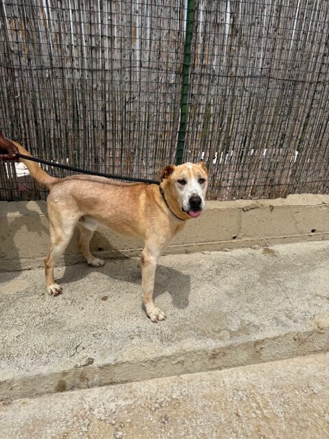 Benson (9)