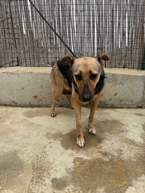 Moxie (13)