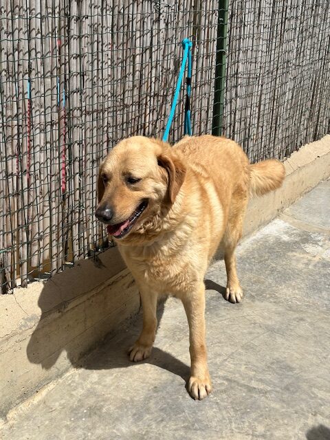 Ponce (10)