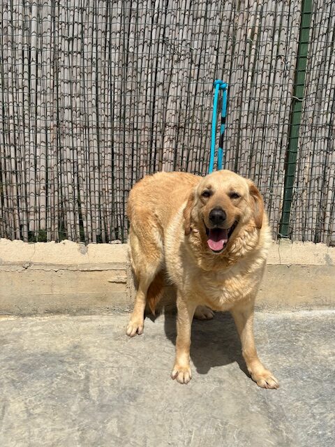 Ponce (15)