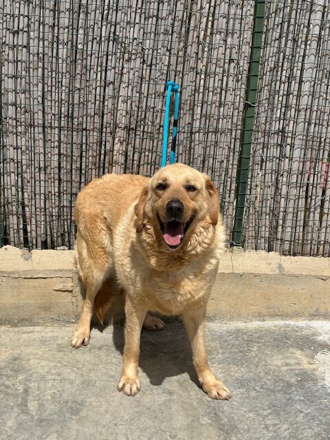 Ponce (16)