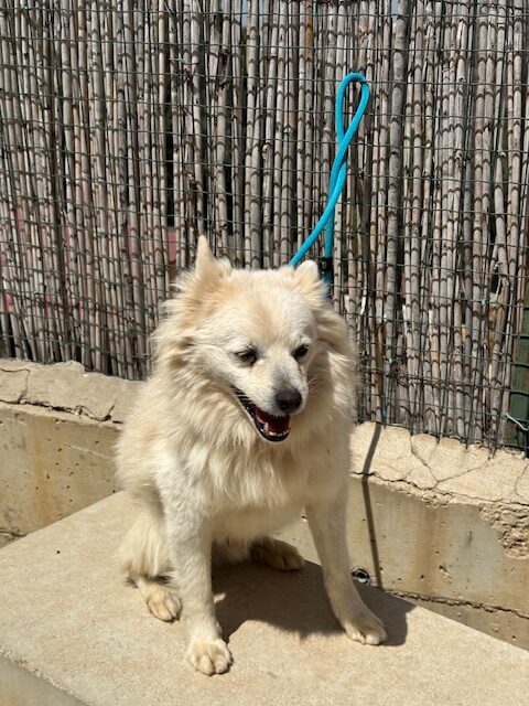 Reno (14)