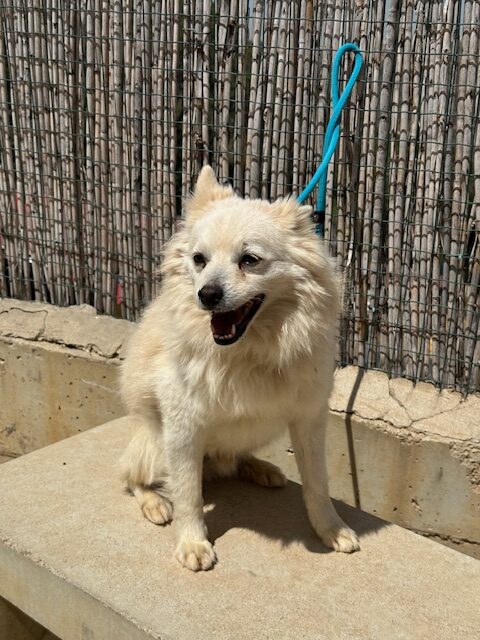 Reno (16)
