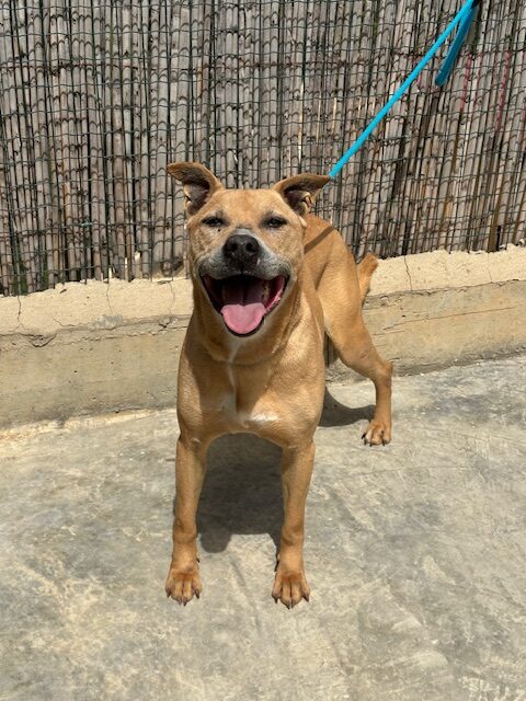 Simba the pitt (10)