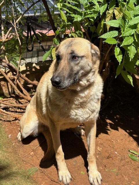 Cheddar (14)