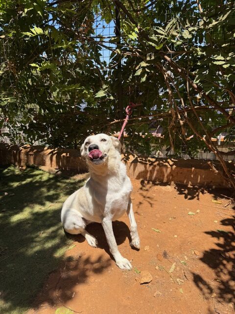 Daphne (10)