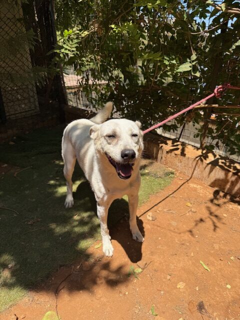 Daphne (8)