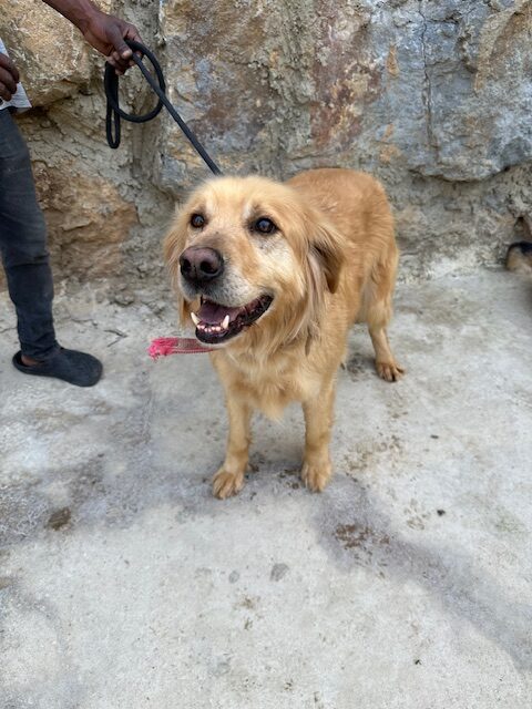 Bentley (26)