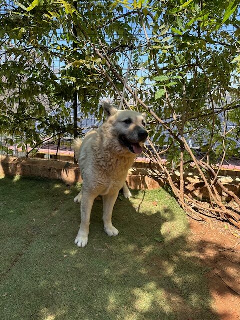Brutus (11)