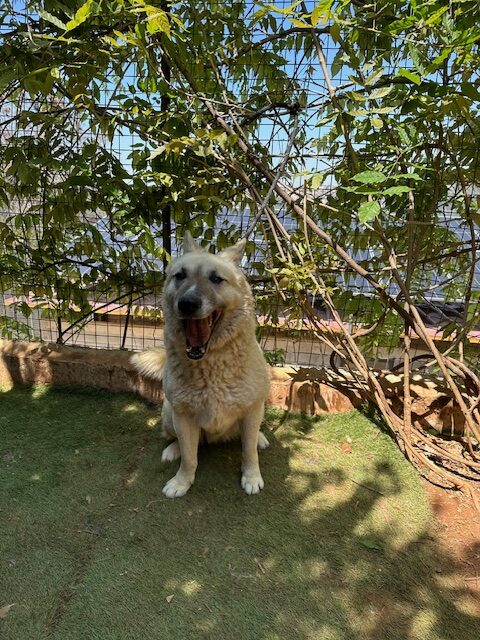 Brutus (12)