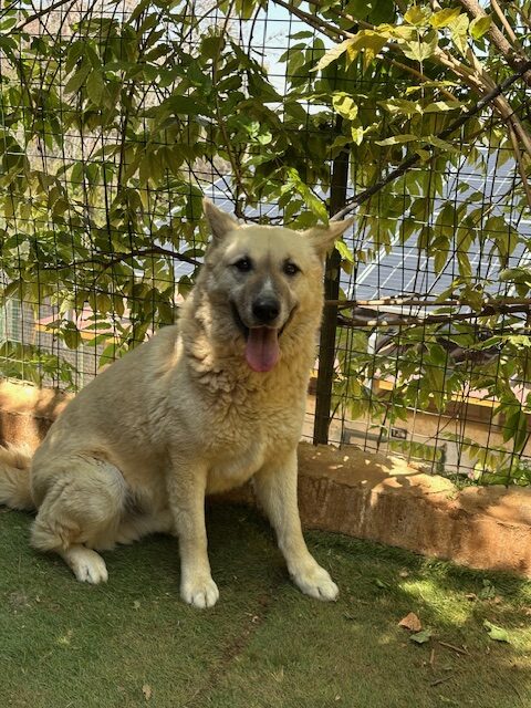 Brutus (13)