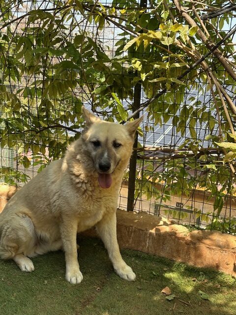 Brutus (14)