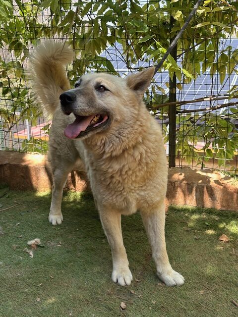 Brutus (15)