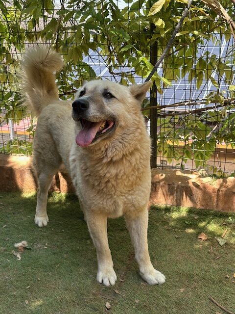 Brutus (16)