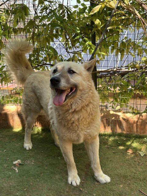 Brutus (17)